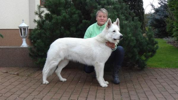 Ajax vom weißen Birkenstolz | White Swiss Shepherd Dog 