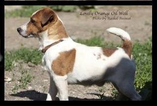 Lovely Orange Oil Well | Jack Russell Terrier 