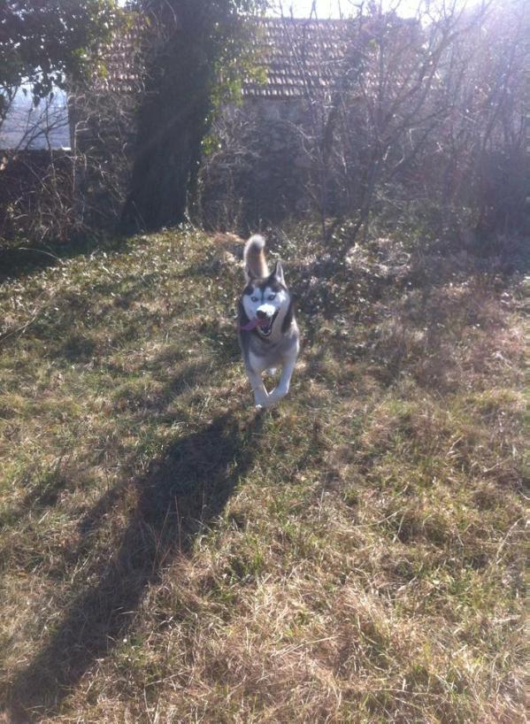 Forest guard Astor | Siberian Husky 