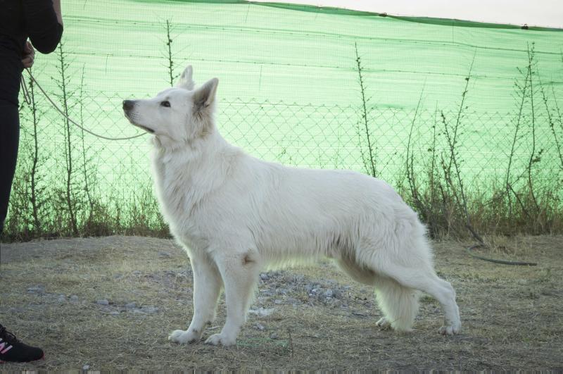 Amadeus Mozart Zeichen Von Wolf | White Swiss Shepherd Dog 