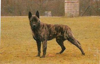 Fax de la Clairière des Fantomes Gris | Dutch Shepherd 