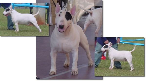 Oh dios mio bullcor | Bull Terrier 