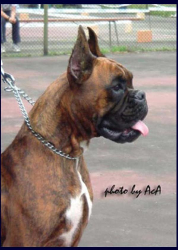 Evitta Sidarta | Boxer 