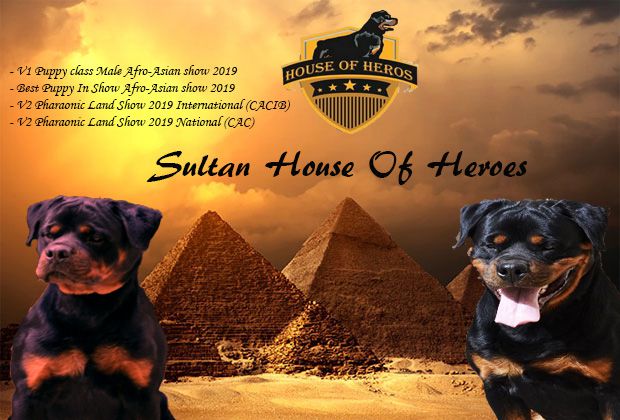 Sultan House Of Heroes | Rottweiler 