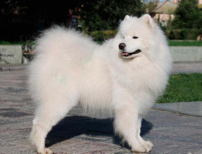 Radost Zhizni Zvenislav | Samoyed 