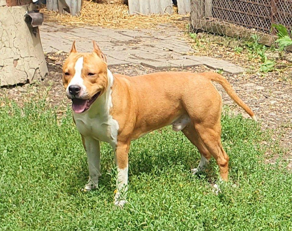 Zheltaia Rapsodia Perseus | American Staffordshire Terrier 