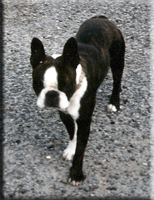 hexane du bois des chassis | Boston Terrier 