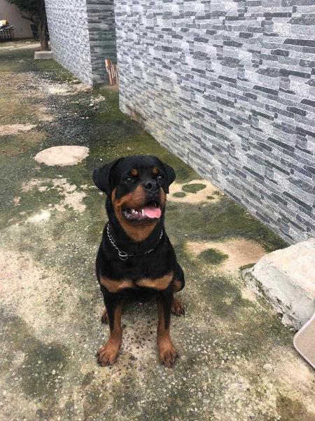 Arlos of HOK | Rottweiler 