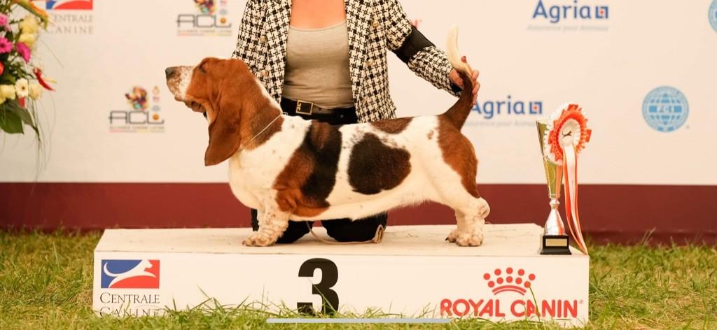 r'mione Of Eternal Prestige | Basset Hound 