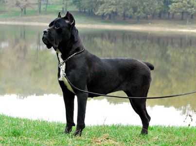 Tisa De Bella Cane Corso | Cane Corso 