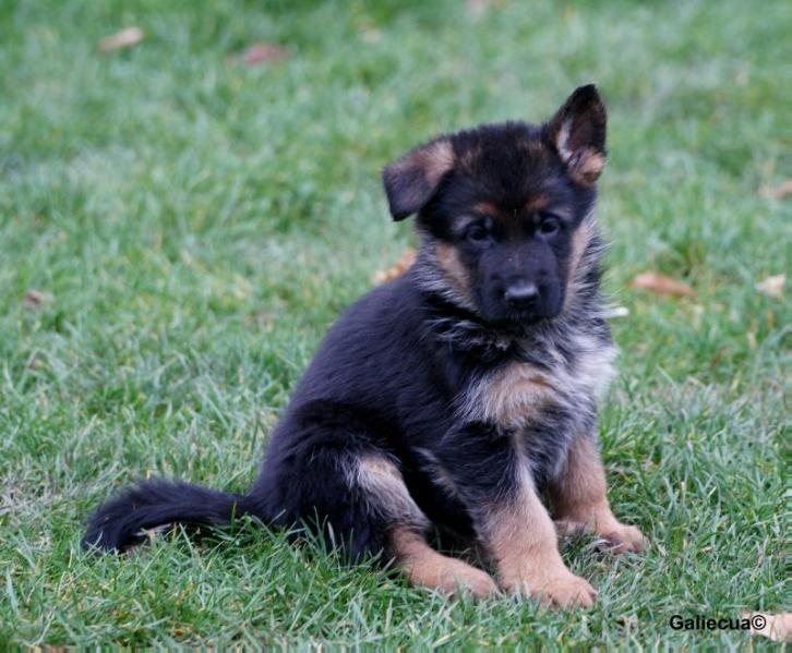 Ailin von Galiecua | German Shepherd Dog 