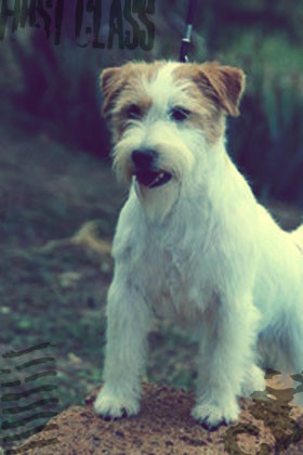 New Generation Di Sutri | Jack Russell Terrier 