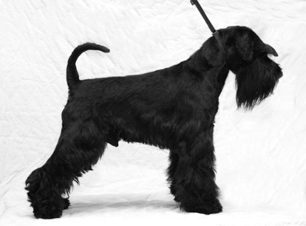 Svartskeggs Darth Vader frá Jackpot | Miniature Schnauzer 