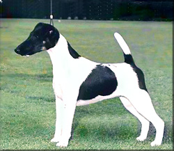 Laurelton Seven Of Nine | Smooth Fox Terrier 