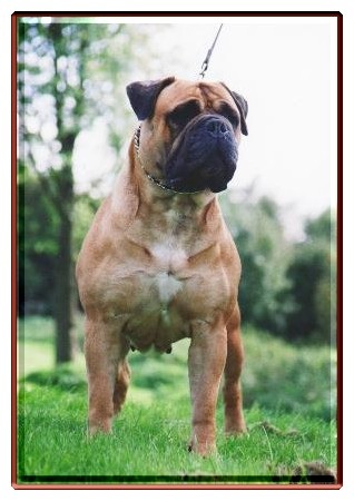 Evita of dynamic force | Bullmastiff 