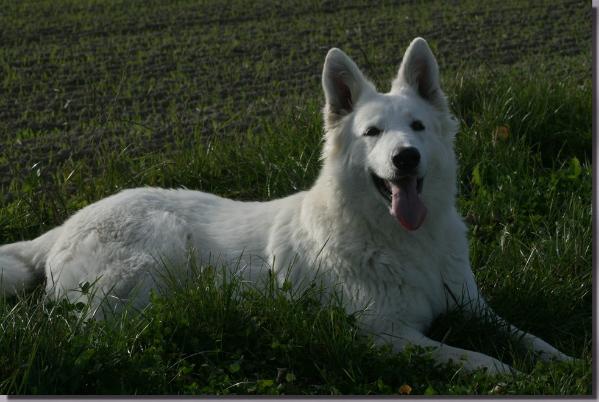 Chelsea de l'Ange Gardien de Faujus | White Swiss Shepherd Dog 