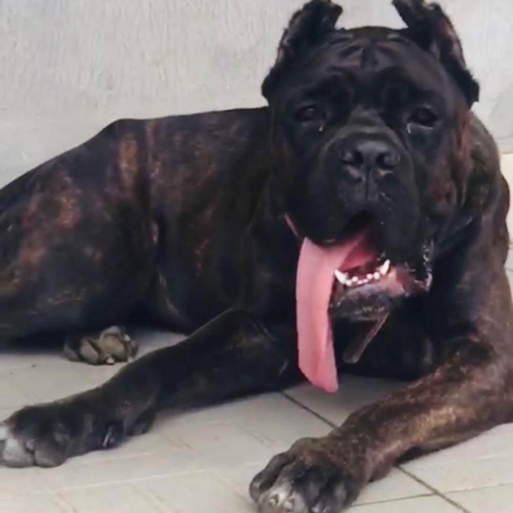 Sheba | Cane Corso 