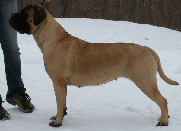 Dal Primo Viva  Toronto | Bullmastiff 