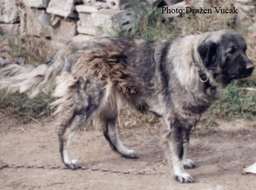 Maza (sa Zvezdare) | Yugoslavian Shepherd Dog-Sarplaninac 