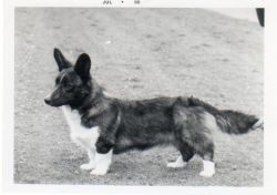 Dilwel Gwersyll | Cardigan Welsh Corgi 