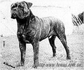 Pitman's Deputy | Bullmastiff 