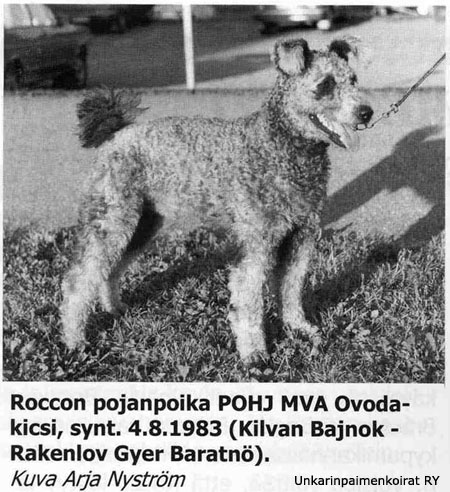 Ovodakicsi | Pumi 