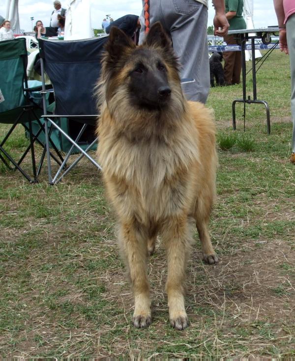 Újtelepi-Favorit Blanche | Belgian Tervuren 