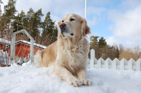 Fortuna Shahriyara Melanie | Golden Retriever 