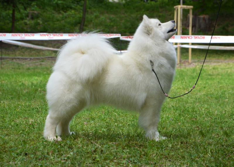 Remember Me Of Severnaya-sam | Samoyed 