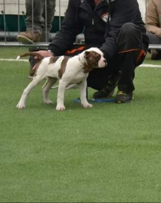 De Paola's Porthos | American Bulldog 