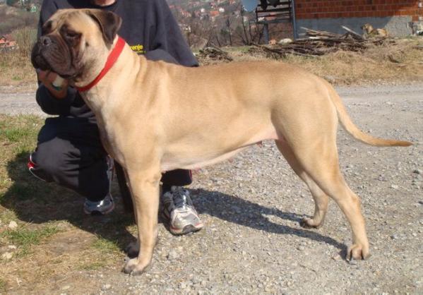 Long Enough Burning Star | Bullmastiff 