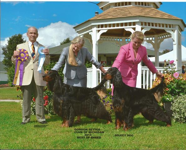 Sastya n Timbaray's Outlaw | Gordon Setter 