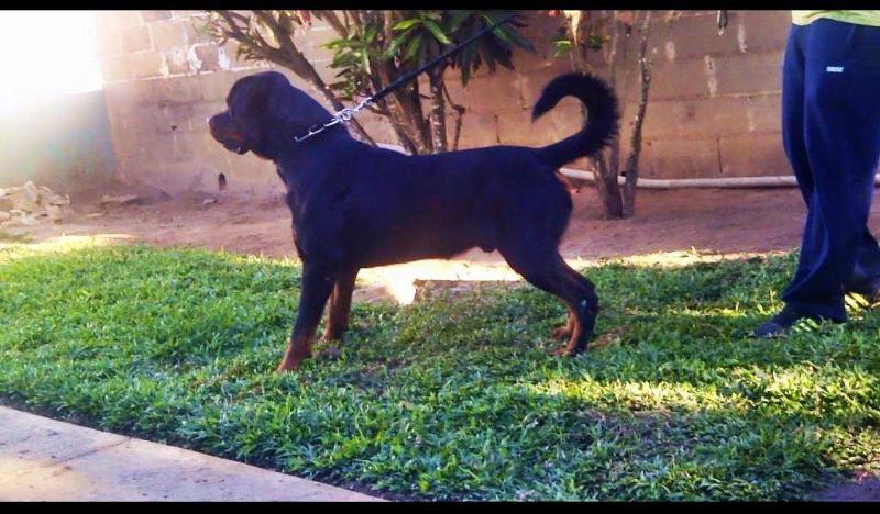 Dandy zara cro rott | Rottweiler 