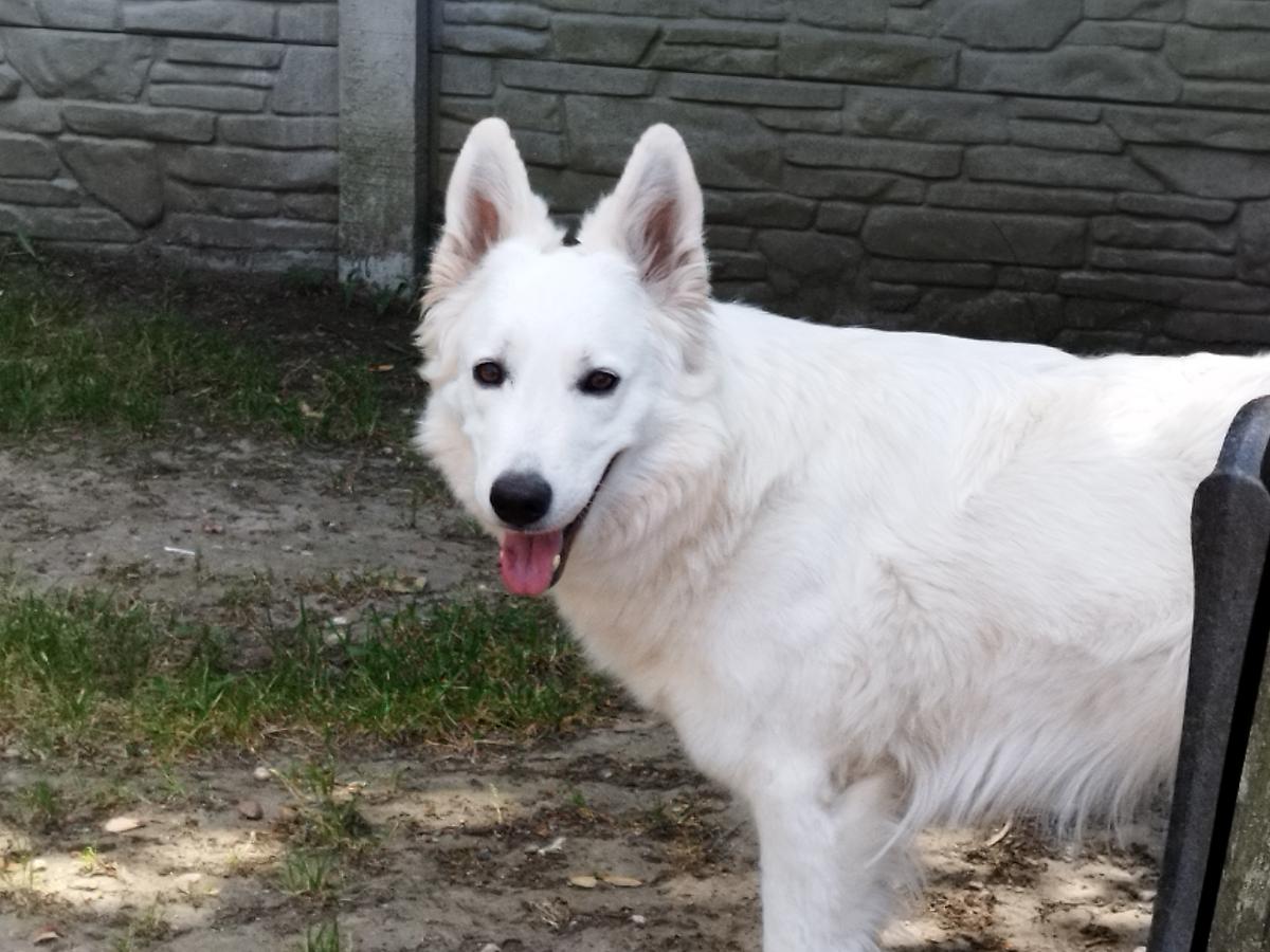 Diva Darling Dajou vom Dinkelgarten | White Swiss Shepherd Dog 