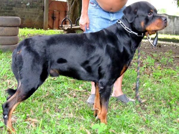 Dylan Von der Alten Festung | Rottweiler 