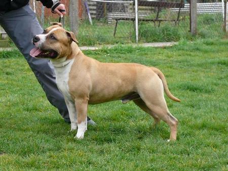Mobati's Veni Vidi Vici | American Staffordshire Terrier 