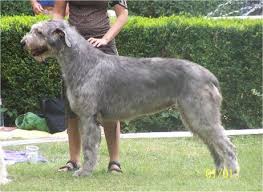 Fantasia Star Roan Inish | Irish Wolfhound 