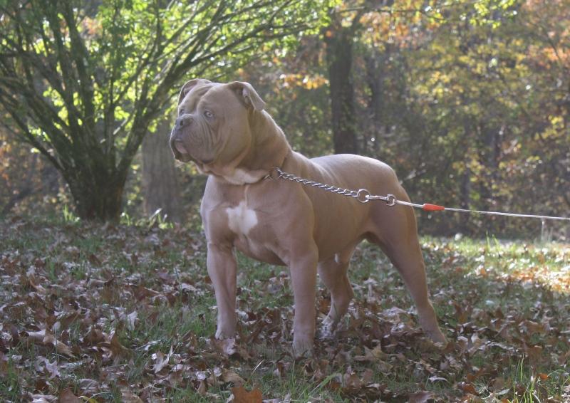 Secrest's Axel | American Bulldog 