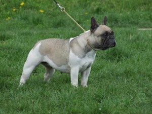 Alcsiligeti Fanny | French Bulldog 