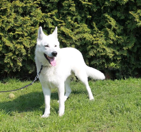 Abhaya Spirit von Darinka | White Swiss Shepherd Dog 