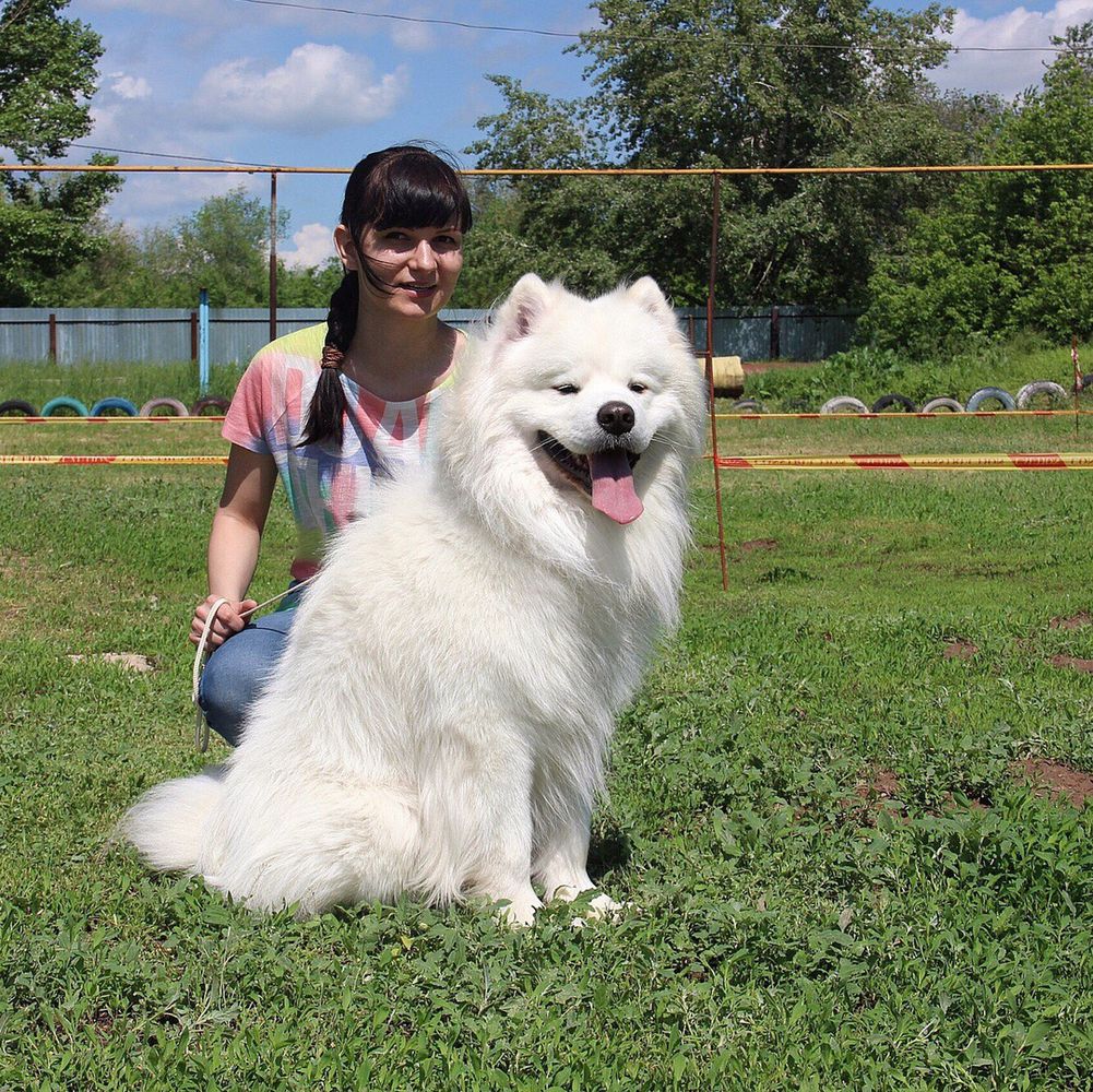 Voiten Haus Esli B Ya Bil Sultan | Samoyed 