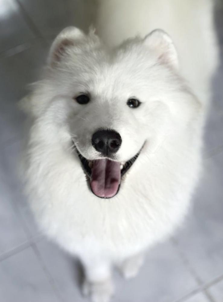 Amundsen Team Tsukerberg Best Dream | Samoyed 