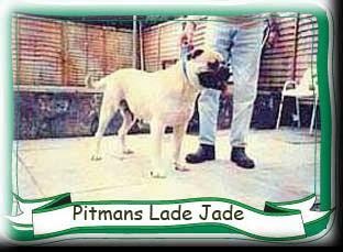 Pitman`s Lade Jade | Bullmastiff 