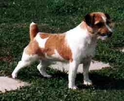 Chumcreek/jr Brown Sugar | Jack Russell Terrier 