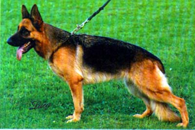 Fila vom Elizabeth Klause | German Shepherd Dog 