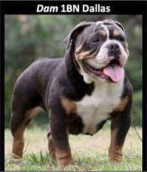 1 BN's Dallas | Olde English Bulldogge 