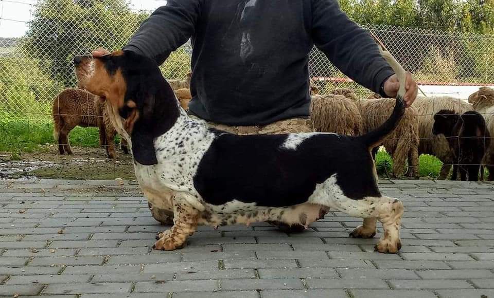 Isaura da Quinta de Alfarrobeira | Basset Hound 