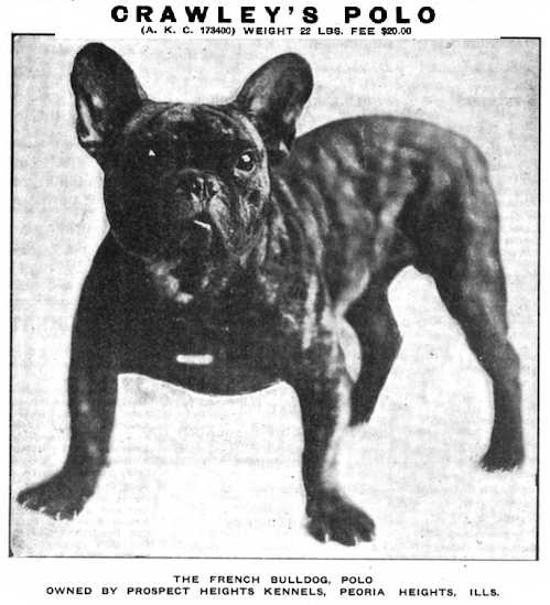 Crawley's Polo 173400 | French Bulldog 