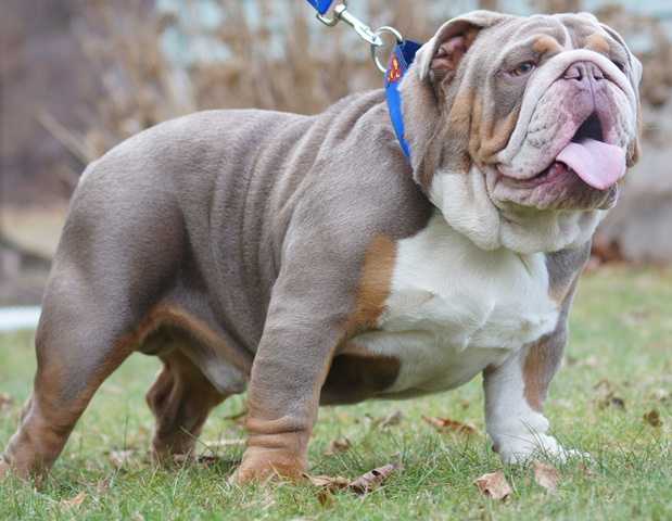 Color Me Bad Devil Anse | Olde English Bulldogge 