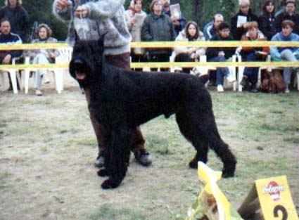 Grigus Attila | Giant Schnauzer 